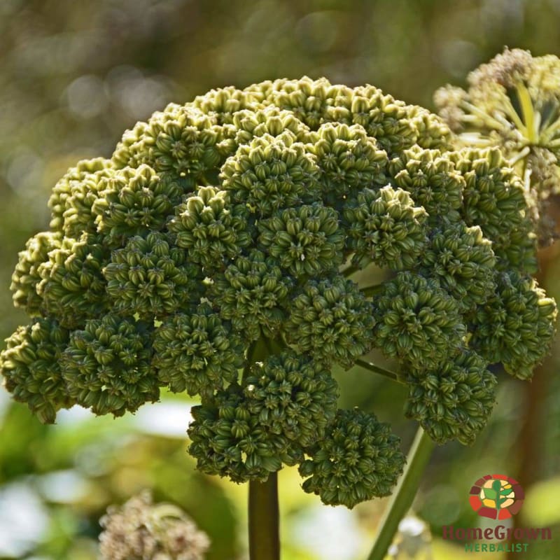 Angelica Seed (Angelica archangelica) - simple HomeGrown Herbalist angelica herb simple single