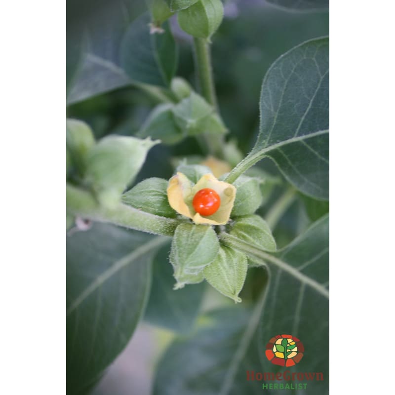 Ashwagandha (Withania somnifera) - simple HomeGrown Herbalist Ashwagandha herb simple single