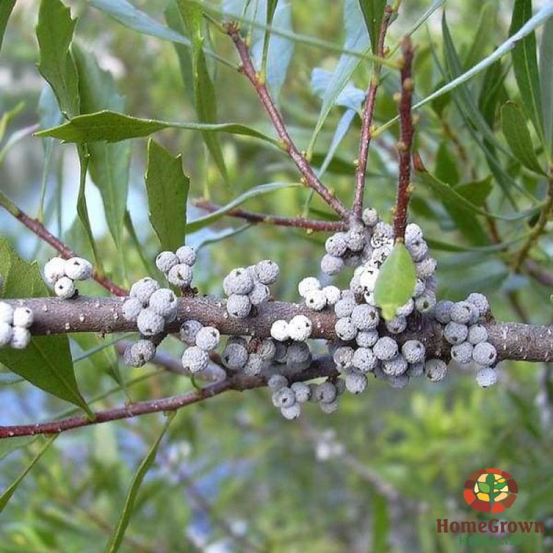 Bayberry (Morella cerifera) - simple HomeGrown Herbalist Bayberry herb simple single