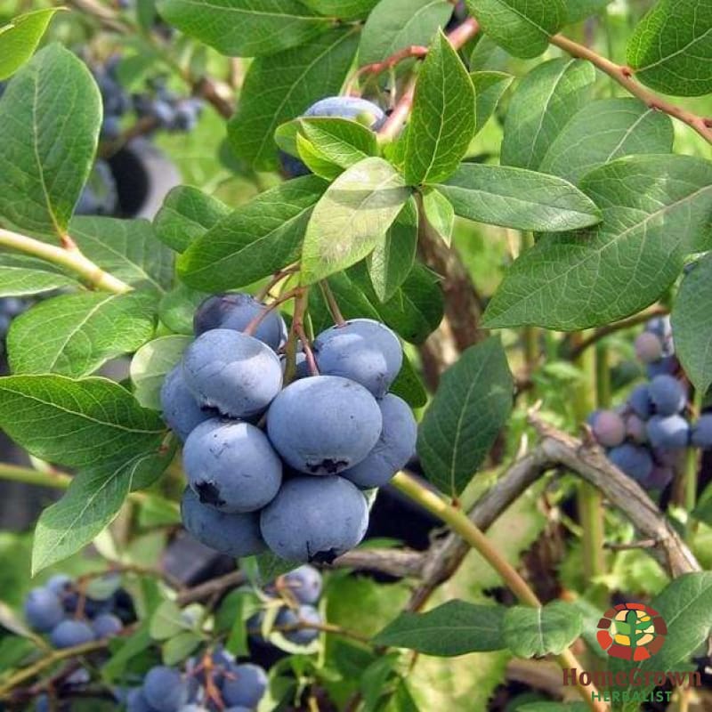 Bilberry (Vaccinium myrtillus) - simple HomeGrown Herbalist Bilberry herb simple single