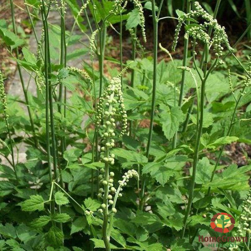 Black Cohosh (Cimicifuga racemosa) - simple HomeGrown Herbalist Black Cohosh herb pain simple single