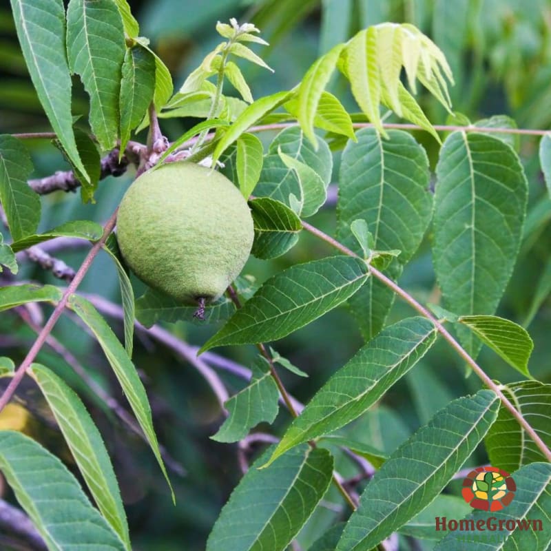 Black Walnut (Juglans nigra) - simple HomeGrown Herbalist Black Walnut herb simple single topical