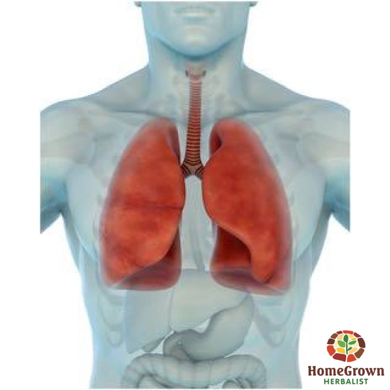 Respiratory - Combo - Herb Formula Homegrown Herbalist Emergency & First Aid Formulas Respiratory Formulas