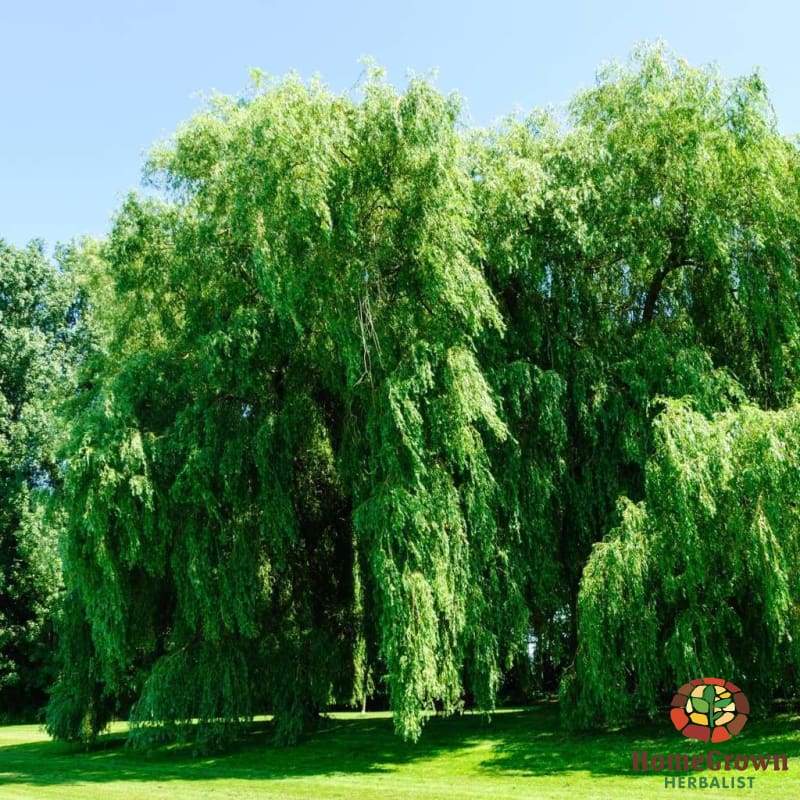 White Willow (Salix alba) - simple HomeGrown Herbalist herb simple single Willow Bark
