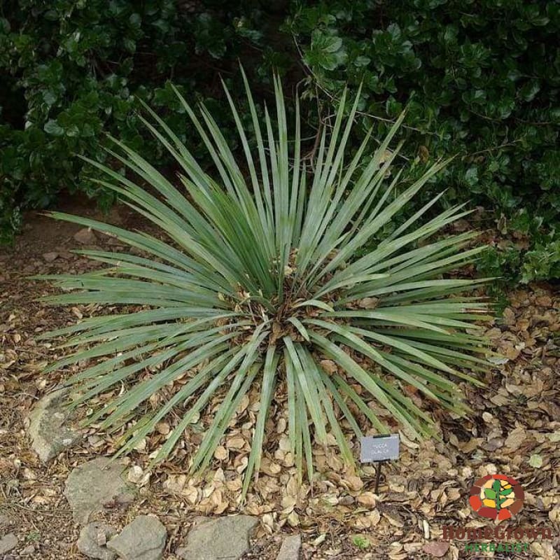 Yucca (Yucca glauca) - simple HomeGrown Herbalist herb pain simple single Yucca