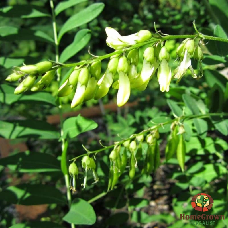 Astragalus (Astragalus membranaceous) - simple HomeGrown Herbalist Astragalus herb simple single