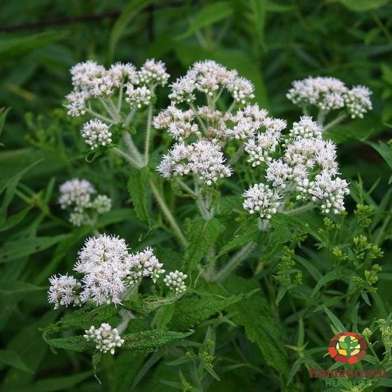 Boneset (Eupatorium perfoliatum) - simple HomeGrown Herbalist Boneset herb simple single