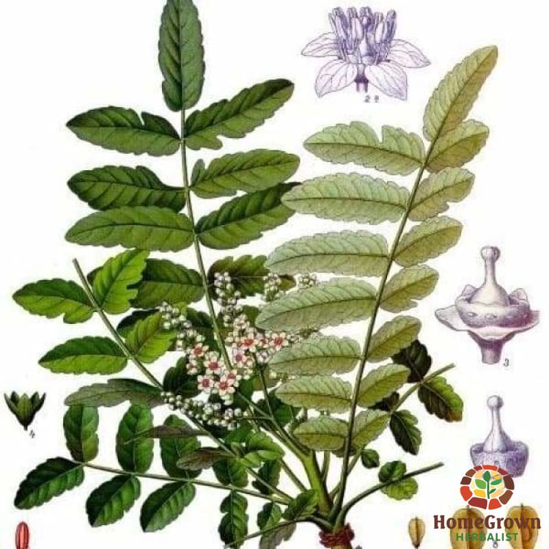 Boswellia (Boswellia spp.) - simple HomeGrown Herbalist Boswellia herb pain simple single