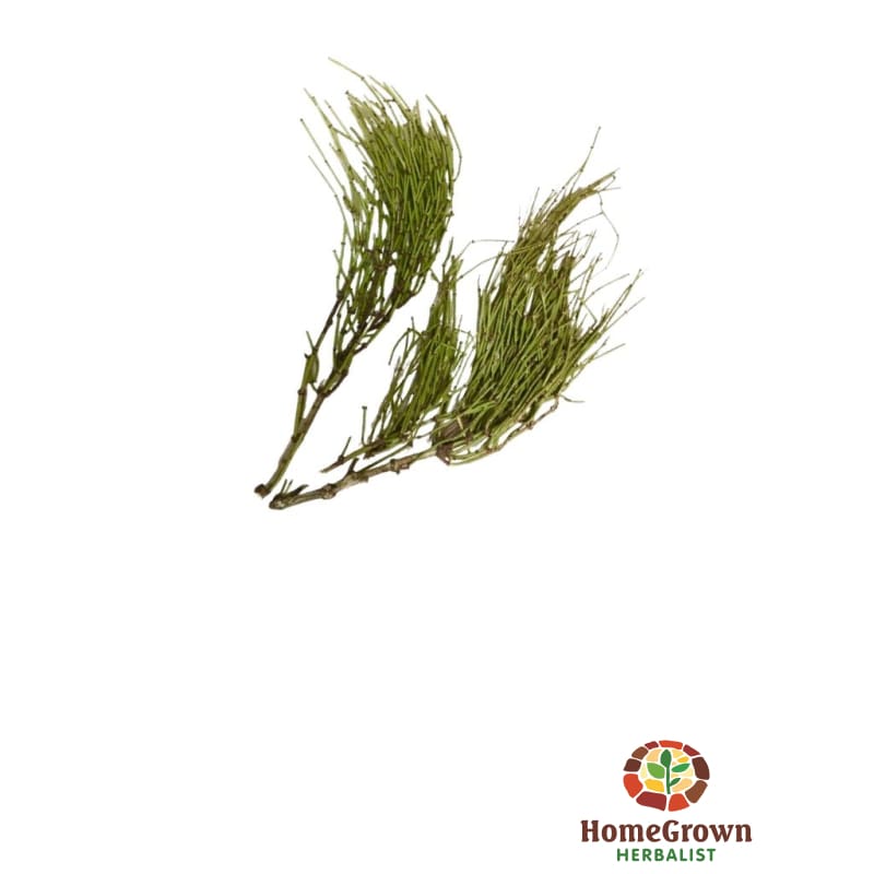 Brigham tea (Ephedra nevadensis) - simple HomeGrown Herbalist angelica herb simple single
