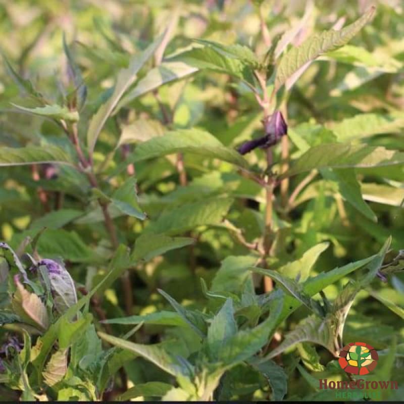 Bugleweed (Lycopus virginicus) - simple HomeGrown Herbalist Bugleweed herb simple single