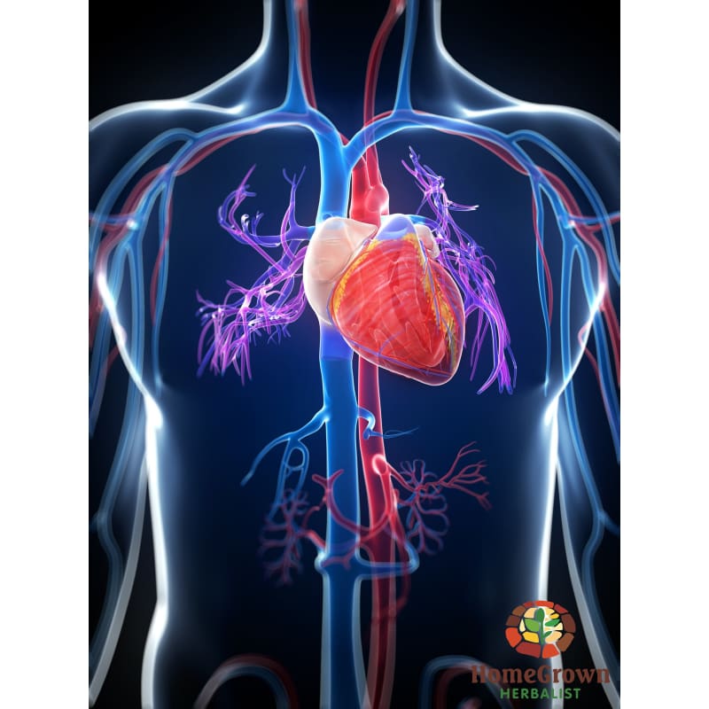 Cardiovascular System Part 1: Anatomy & Physiology - Learning Modules Homegrown Herbalist
