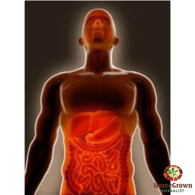 Digestive - Support - Herb Formula Homegrown Herbalist Colon Digestive Intestine Stomach