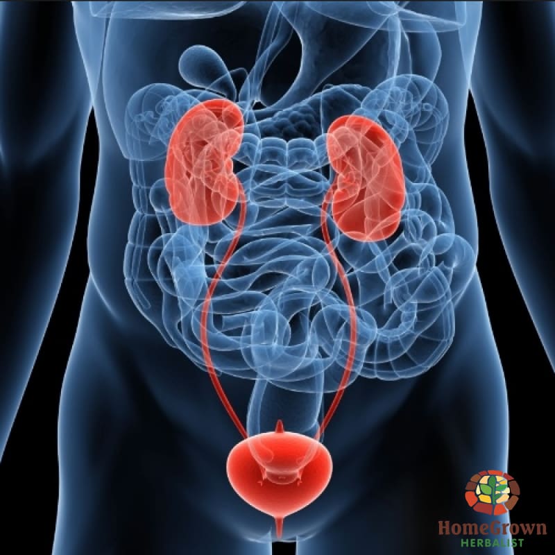 Kidney & Bladder U.T.I. - Herb Formula HomeGrown Herbalist Bladder Emergency & First Aid Formulas Female Formulas kidney