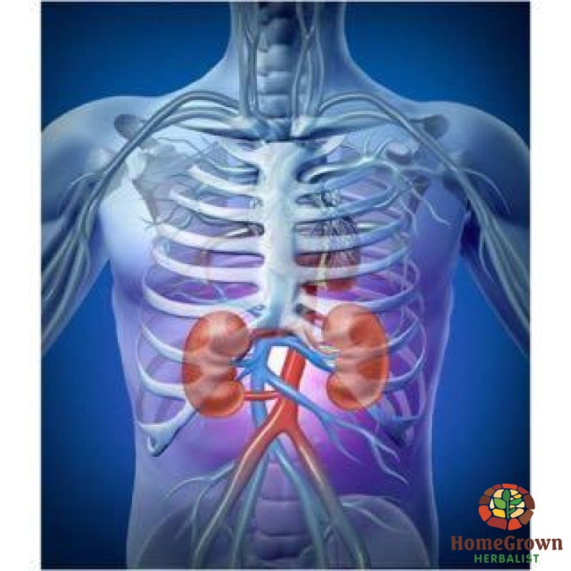 Kidney - G.o.u.t. - Herb Formula Homegrown Herbalist Bladder & Kidney Formulas Bone/muscle/cartilage/joint Cleanse Kidney