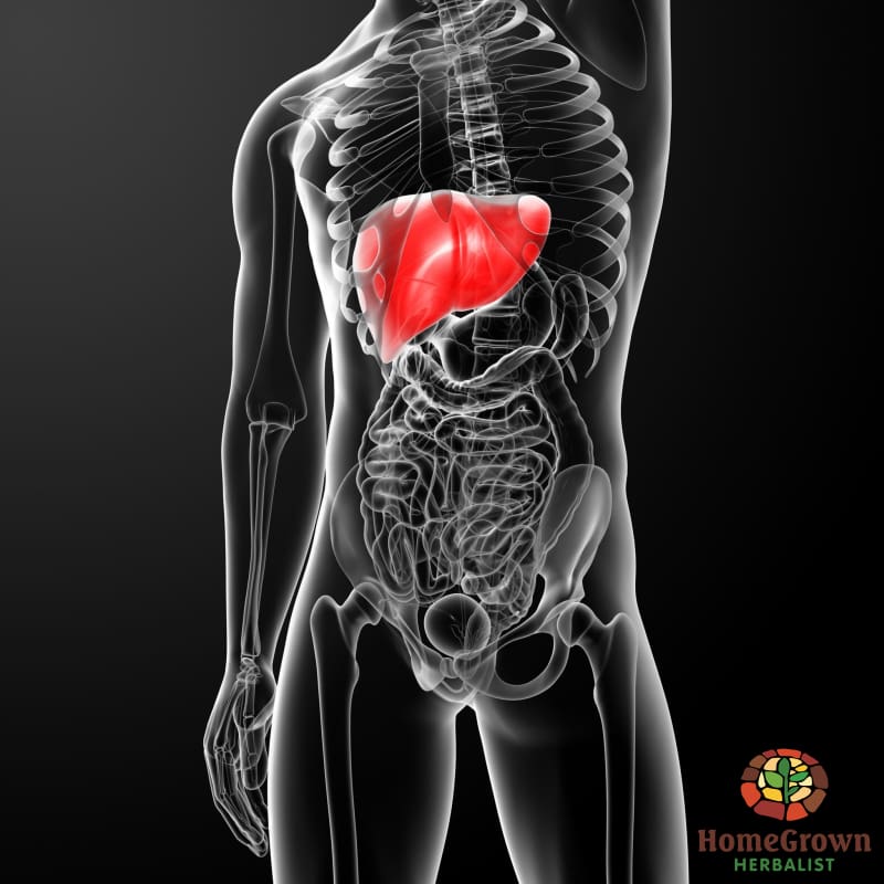 Liver & Gall Bladder: Function Dysfunction & Herbal Interactions - Learning Modules Homegrown Herbalist