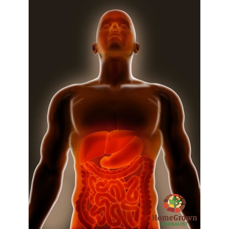 Lower Digestive System Part 1: Anatomy & Physiology - Learning Modules Homegrown Herbalist