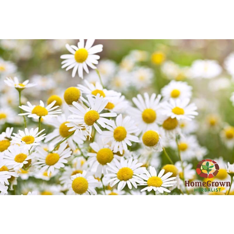 Monograph: Chamomile - Learning Modules Homegrown Herbalist