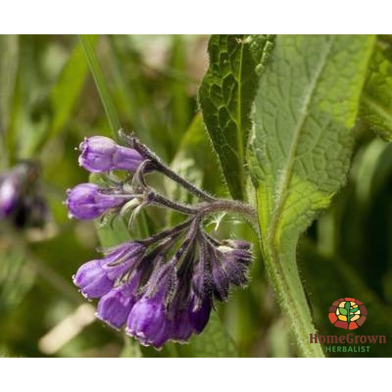 Monograph: Comfrey (Symphytum Officinale) - Learning Modules Homegrown Herbalist