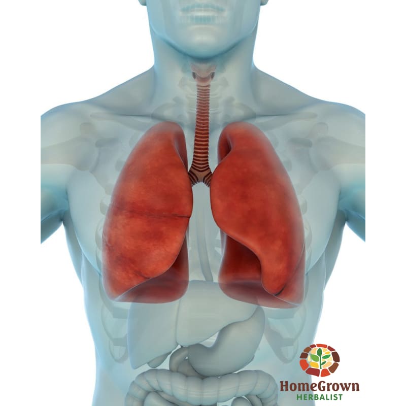 Respiratory System: Function Dysfunction & Herbal Interaction - Audio File - Homegrown Herbalist