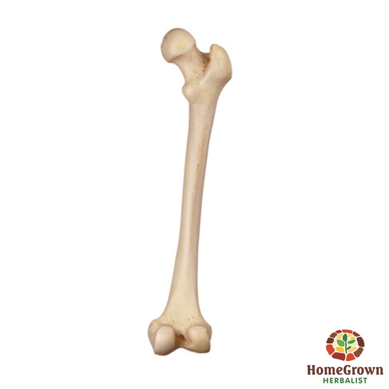 Strong Bones - Herb Formula HomeGrown Herbalist Bone/Muscle/Cartilage/Joint