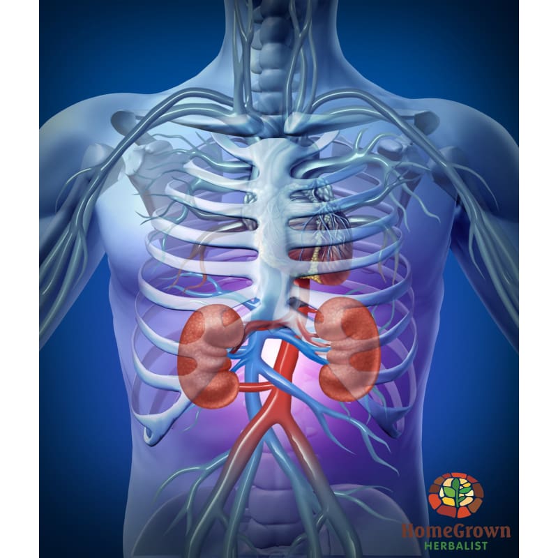 Urinary System: Function Dysfunction & Herbal Interactions - Learning Modules Homegrown Herbalist